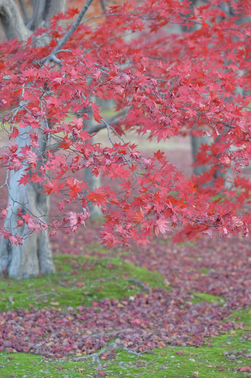 2025年10月の日本のイベント